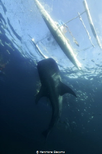 Whale shark
Oslob .Filippine
Nikon D800E, 17-35mm
. No... by Marchione Giacomo 